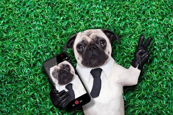 Selfie pug dog — Stockfoto