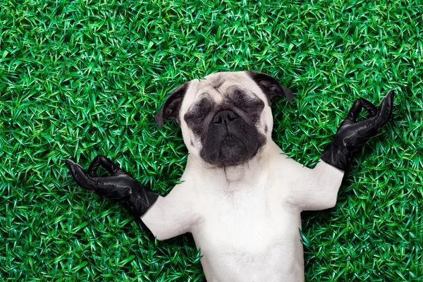 Perro yoga — Foto de Stock