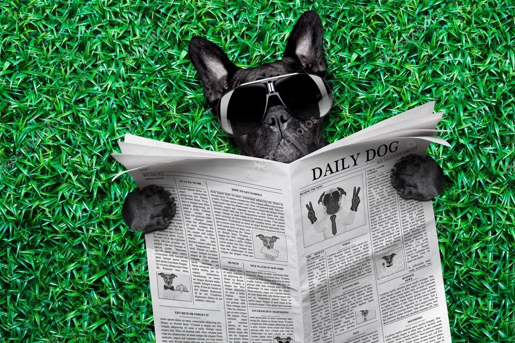 Cool dog newspaper Stock Photo by ©damedeeso 53226229