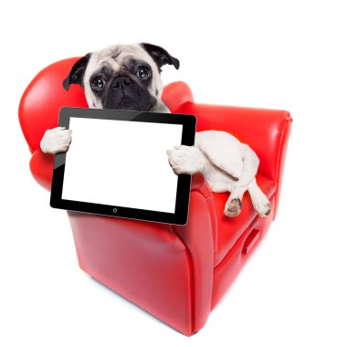 köpek kanepe bilgisayar
