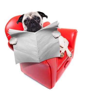 köpek kanepe gazetesi