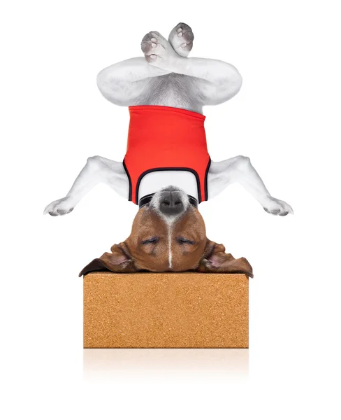 Yoga dog — Stock Photo, Image