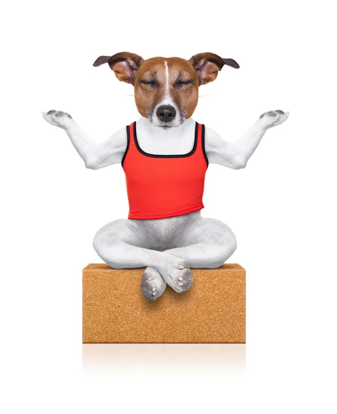 Yoga anjing — Stok Foto