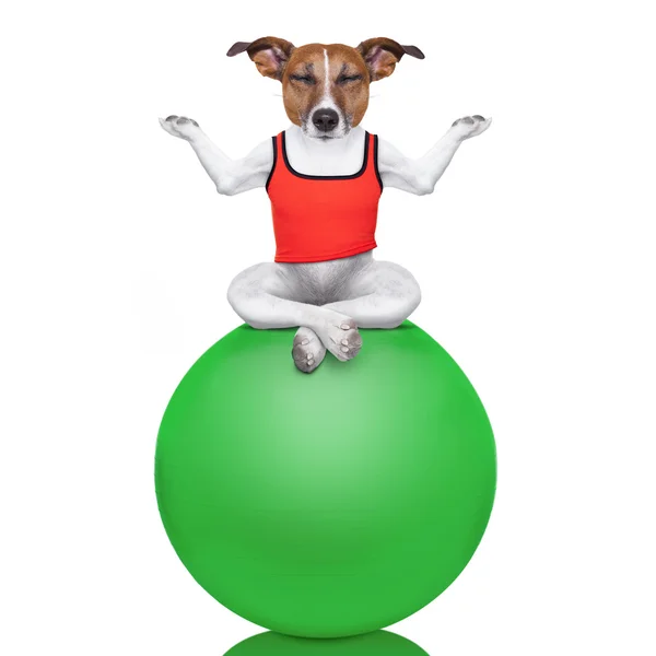 Yoga köpek — Stok fotoğraf