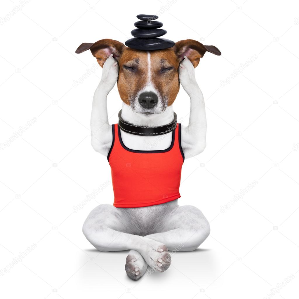 yoga dog