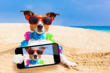 plaj selfie, köpek
