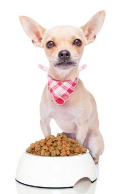 Aç Köpek 