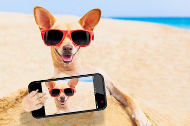 Chihuahua köpek selfie