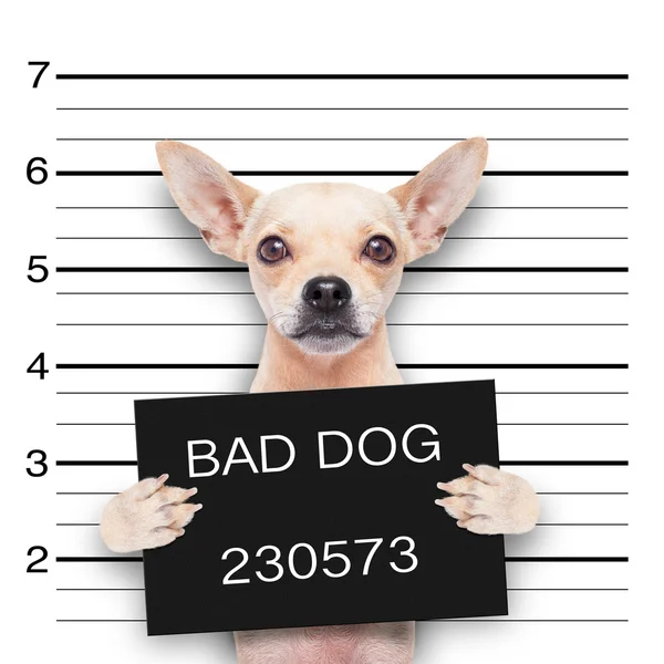 Mugshot hund — Stockfoto