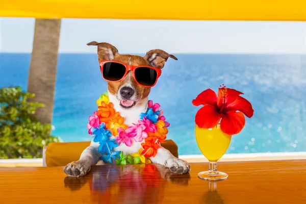 Cocktail hund — Stockfoto