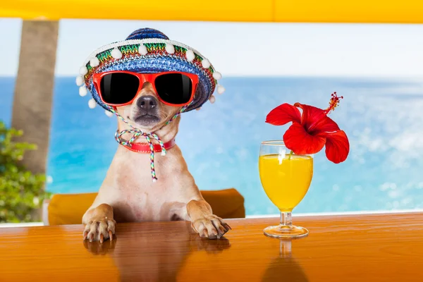 Cocktail dog — Stock Photo, Image