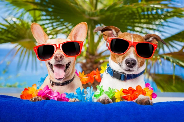 Couple of dogs — Stock Photo, Image