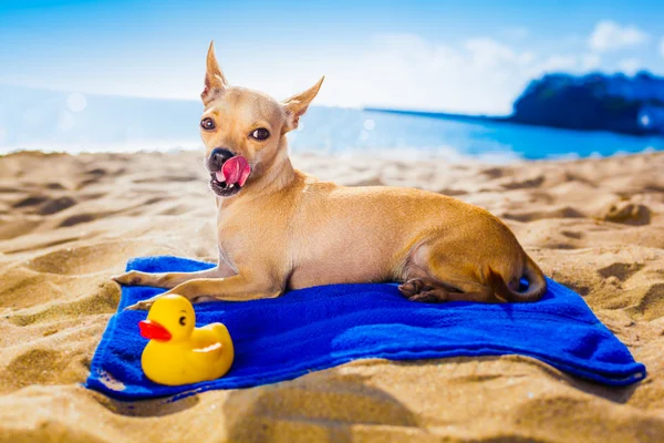 Chihuahua summer dog — Stock Photo, Image