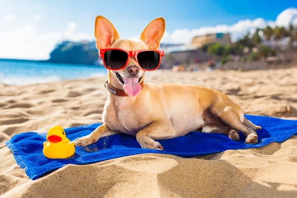 夏のチワワ犬 — ストック写真