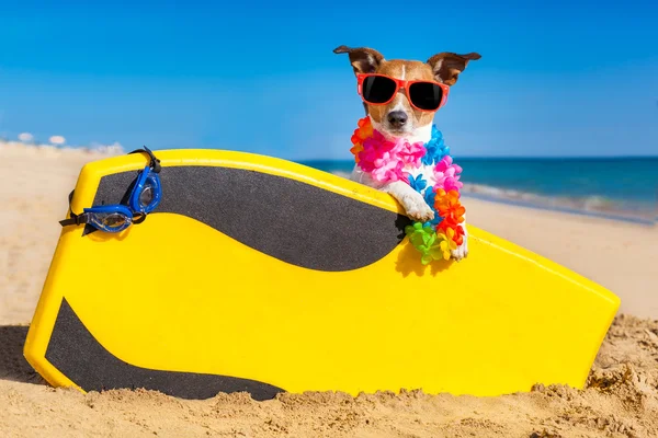 Cão surfista — Fotografia de Stock