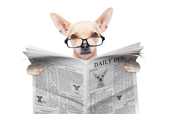 Pies Chihuahua gazety — Zdjęcie stockowe