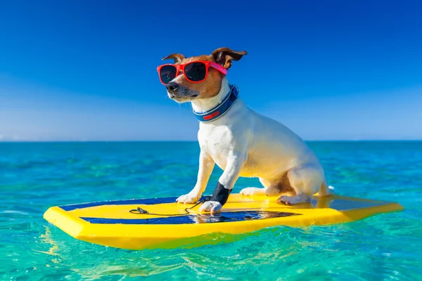 Surfer dog — Stock Photo, Image