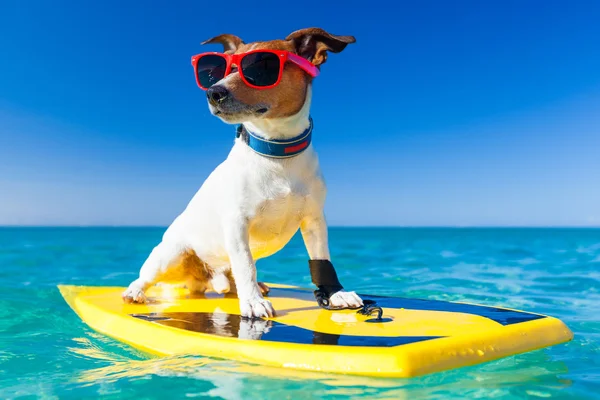 Perro surfista — Foto de Stock