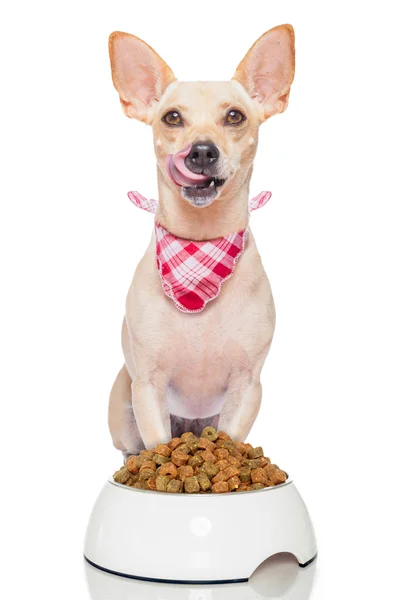 Hungry dog — Stock Photo, Image
