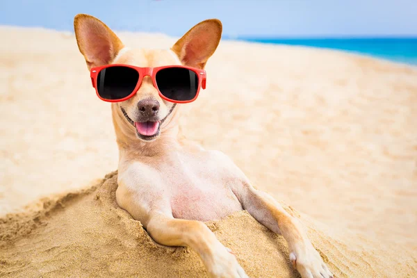 Perro fresco en la playa — Foto de Stock