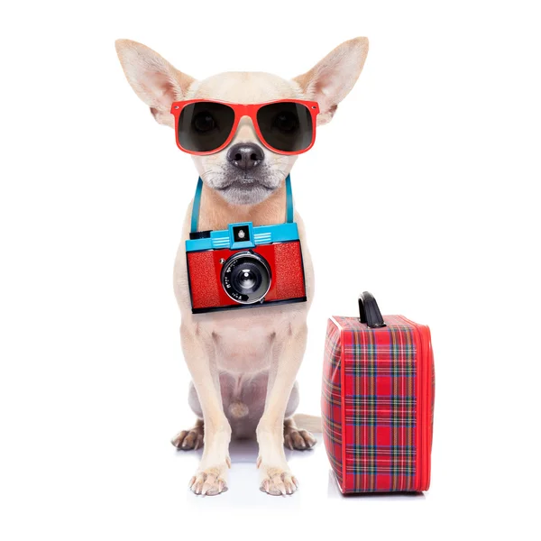 Dog on holidays Royalty Free Stock Images