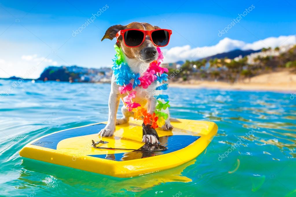 Surfing dog — Stock Photo © damedeeso #54663235