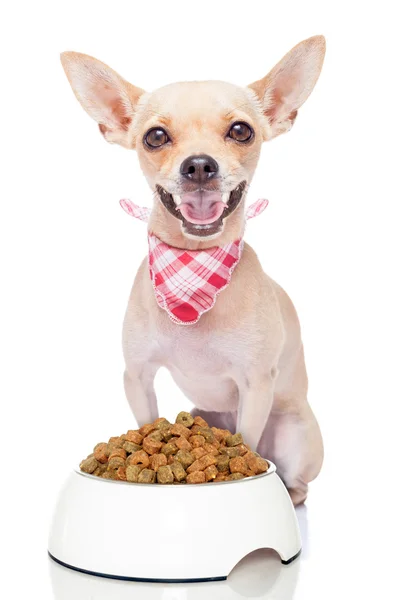 kat dieet honger kat dieet honger