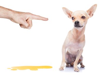 köpek çiş