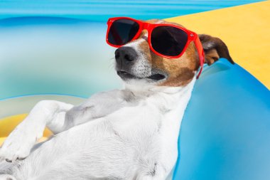 köpek uyurken yaz