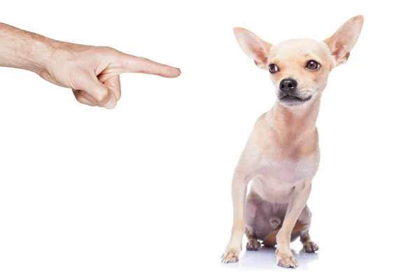 Cão punido — Fotografia de Stock