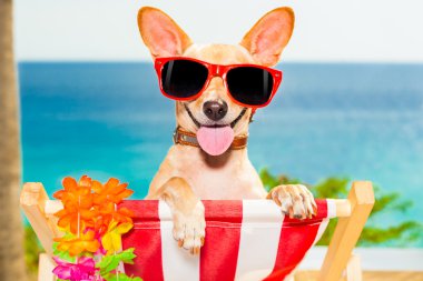 köpeği tatil