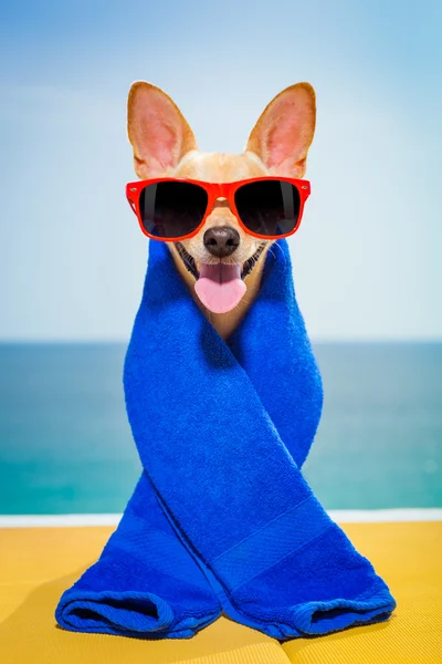 Dog wellness spa — Stock Photo, Image