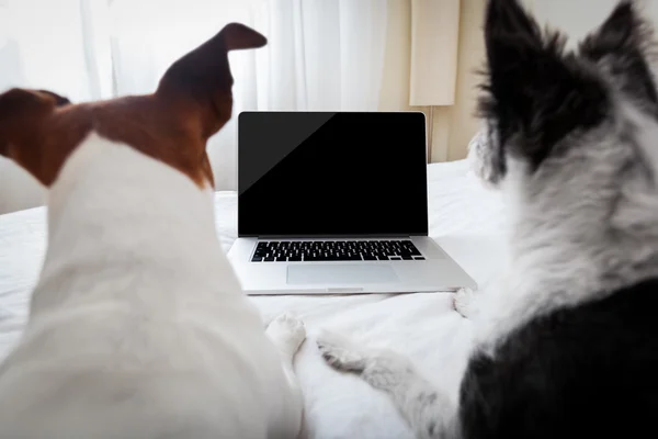 Hund laptop — Stockfoto