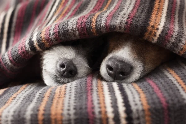 Par de cães — Fotografia de Stock