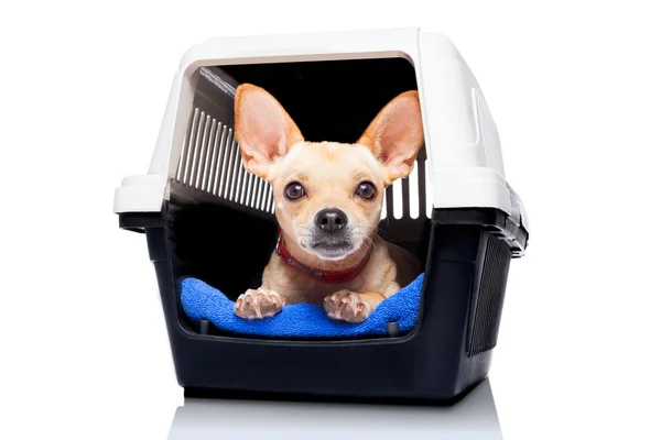 Hundekistenbox — Stockfoto