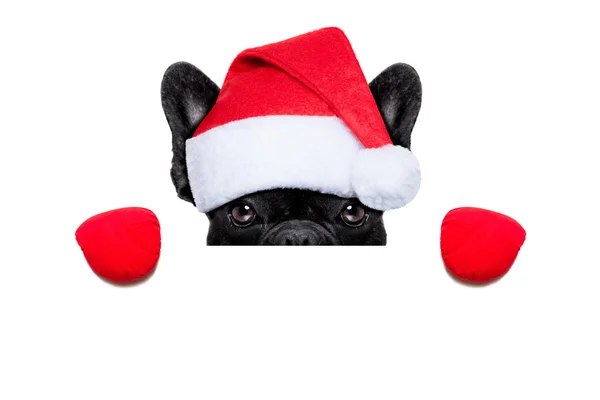 Santa hund — Stockfoto