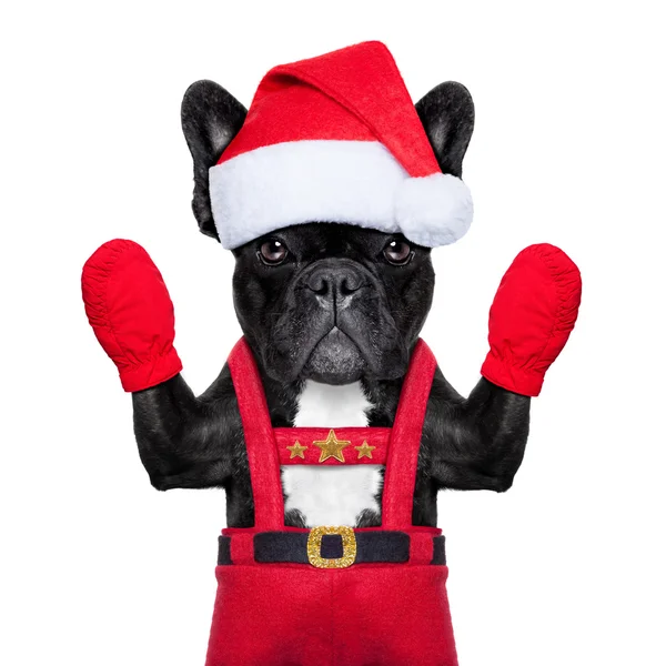 Weihnachtsmann Selfie Hund — Stockfoto