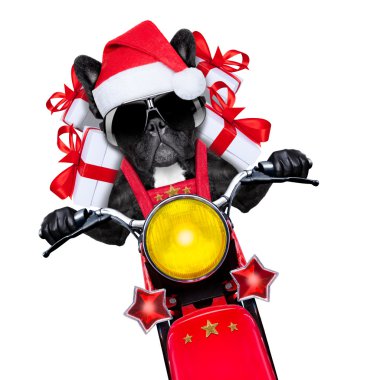Noel Köpeği