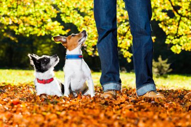 Köpekler ve sahibi