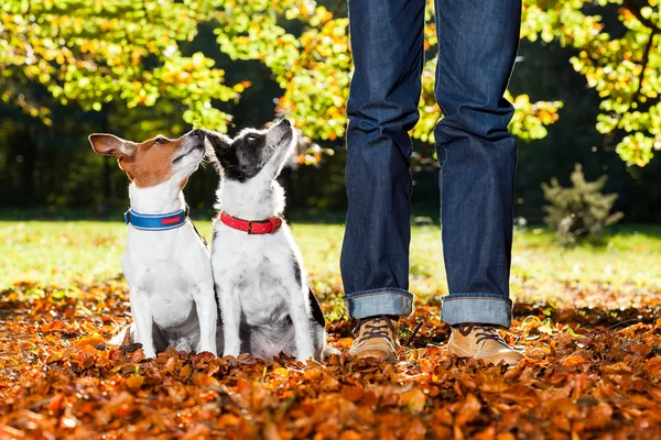 Dogs and owner — Stock Photo, Image