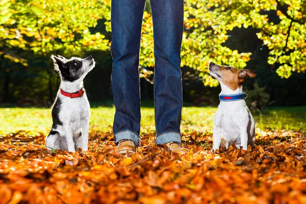 Dogs and owner — Stock Photo, Image