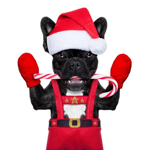 Santa hund — Stockfoto