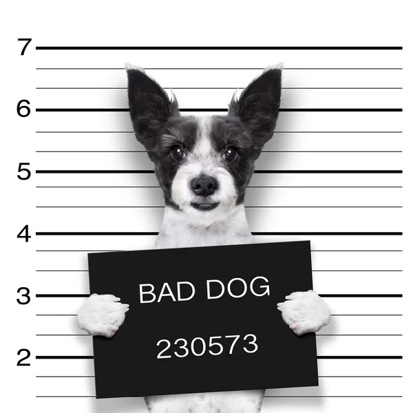 Mugshot pes — Stock fotografie