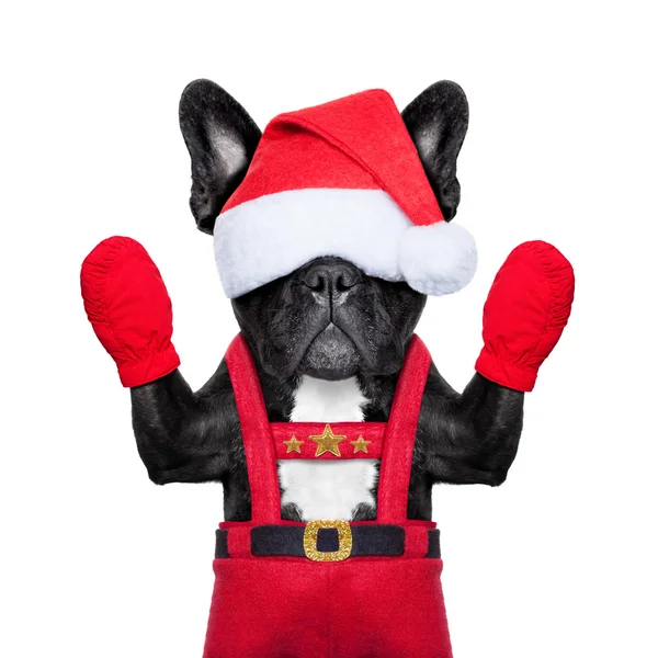 Santa hund — Stockfoto