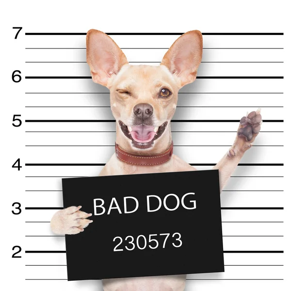 Cão mugshot — Fotografia de Stock