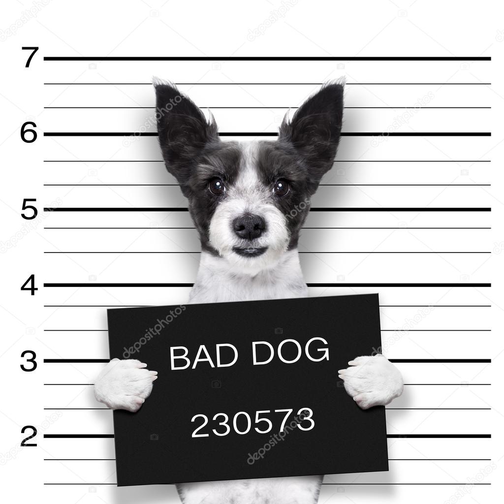 mugshot dog