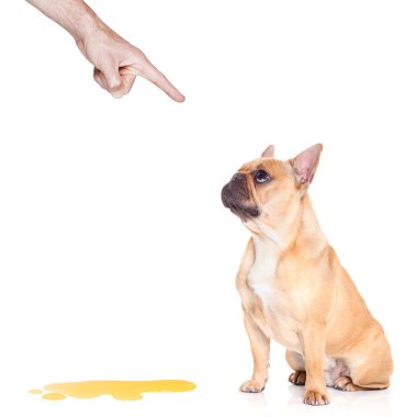 köpek çiş