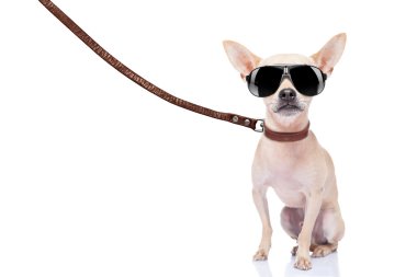 Köpek gezdirici