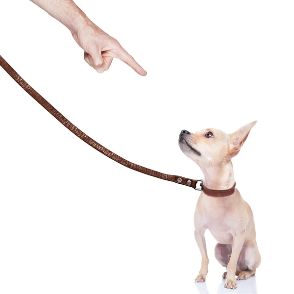 Hond en eigenaar — Stockfoto
