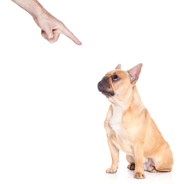 Hond en eigenaar — Stockfoto